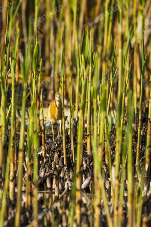 Preview: Burnt Reeds And Bird. Black Green Nature Background. Bird: Squacco Heron Ardeola Ralloides.