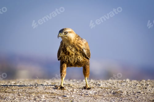 Preview: Wild Bird Hawk Blue Sky Background Long-Legged Buzzard / Buteo Rufinus