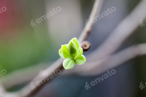 Preview: Light Green Bud With Small Leaves On Natural Background