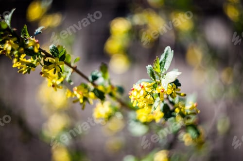Preview: Spring Blooming On Branches