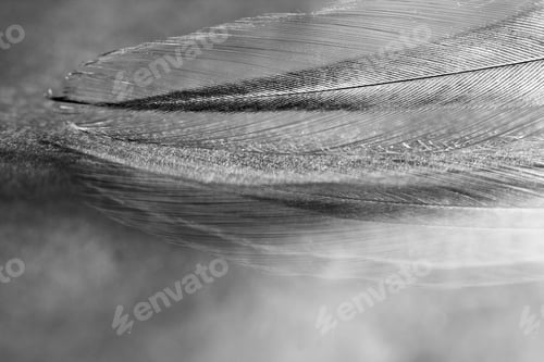 Preview: Black And White Photo Of Rooster Feather With Details And Reflexions