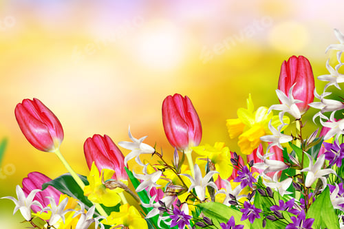 Preview: Bright And Colorful Spring Flowers Daffodils And Tulips