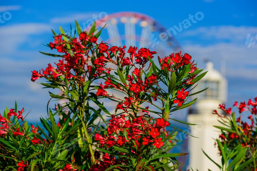 Preview: Beautiful Nerium Oleander In Bloom With Amazing Bokeh Background, Batumi, Georgia