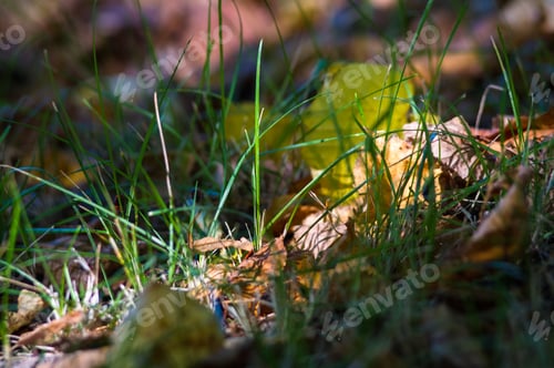 Preview: Landscape Of Early Autumn, The Old Park, Trees, Green Grass, Bright Red And Yellow Leaves