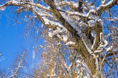 Preview: Winter Landscape - Snow And Icicles On Tree Branches Sparkle In The Rays Of The Bright Sun