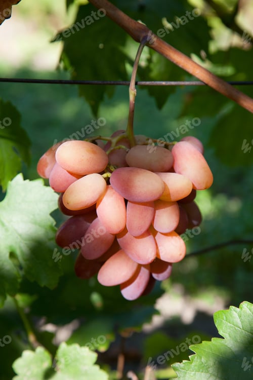 Preview: Bunch Of Pink Grapes With Big Berries Hanging On Grapes Bush In A Vineyard. Close Up View Of Bunch