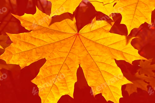 Preview: Autumn Landscape With Bright Colorful Leaves. Indian Summer. Foliage.