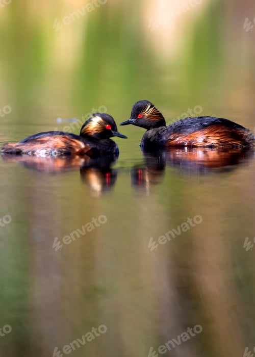 Preview: Lake And Birds. Family Birds. Colorful Water Nature Background. Birds: Black Necked Grebe. Podiceps