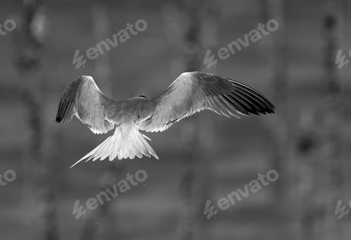 Preview: Lesser Crested Tern Fishing At Busaiteen Coast, Bahrain