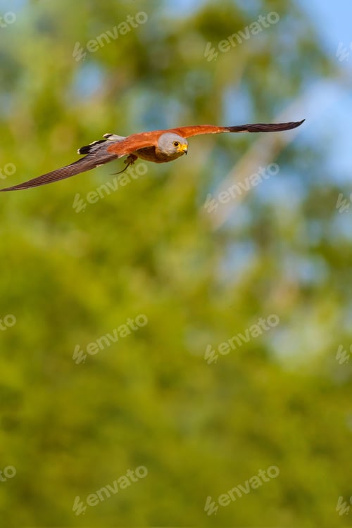 Preview: Flying Falcon With Hunt. Blue Sky Background. Bird: Lesser Kestrel. Falco Naumanni.