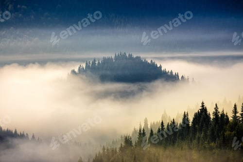 Preview: Hillside With Coniferous Forest Among The Fog On A Meadow In Mountains Of Romania In Morning Light