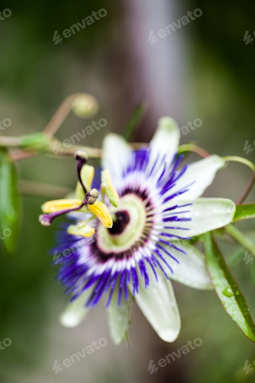Preview: Passion Flower (Passiflora Incarnata) With Details