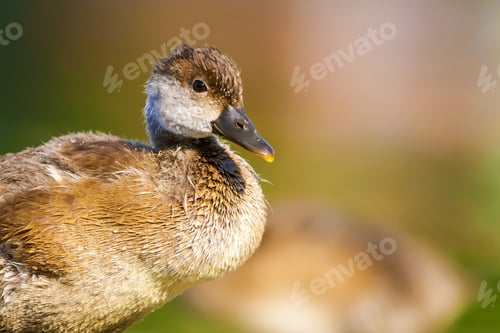 Preview: Duck Portrait. Colorful Nature Background. Common Duck: Red Crested Pochard.