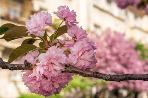 Preview: Pink Flowers On The Branches Of Japanese Sakura Blossomed In Spring