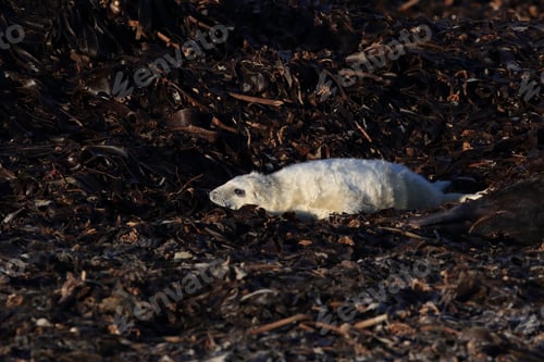 Preview: Gray Seal (Halichoerus Grypus) Wiht Pup Helgoland Germany