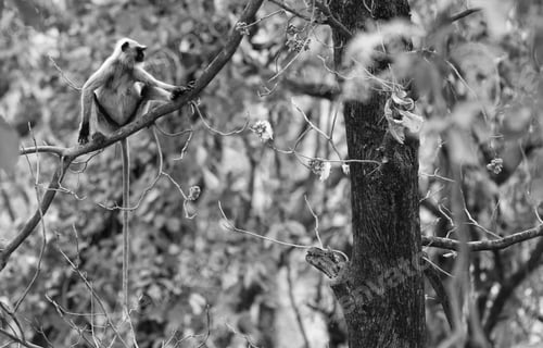 Preview: Gray Langur Also Known As Hanuman Langur In The Bandhavgarh National Park In India. Bandhavgarh Is