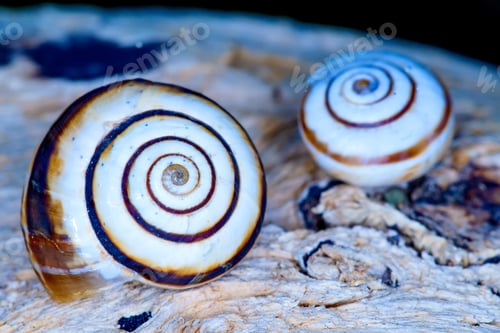 Preview: Snail Shell. Natural Colors And Background.