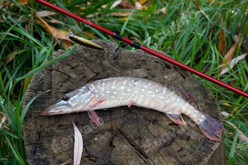 Preview: Freshwater Northern Pike Fish Know As Esox Lucius Lying On A Wooden Hemp And Fishing Equipment