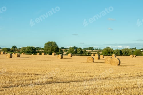 Preview: Straw Bales In A Summer Field In England.