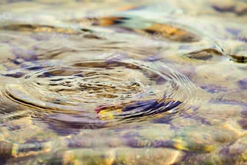 Preview: Fish In Seawater Are Out Of Focus