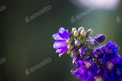 Preview: A Bouquet Of Bright Spring Flowers Of Various Types