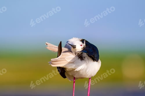 Preview: Common Water Bird. Black Winged Stilt. Himantopus Himantopus. Green Blue Nature Background.