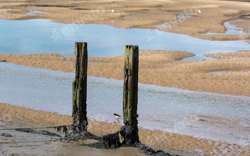 Preview: Two Decaying Timbers Standing Up At Low Tide At Wells Next The Sea