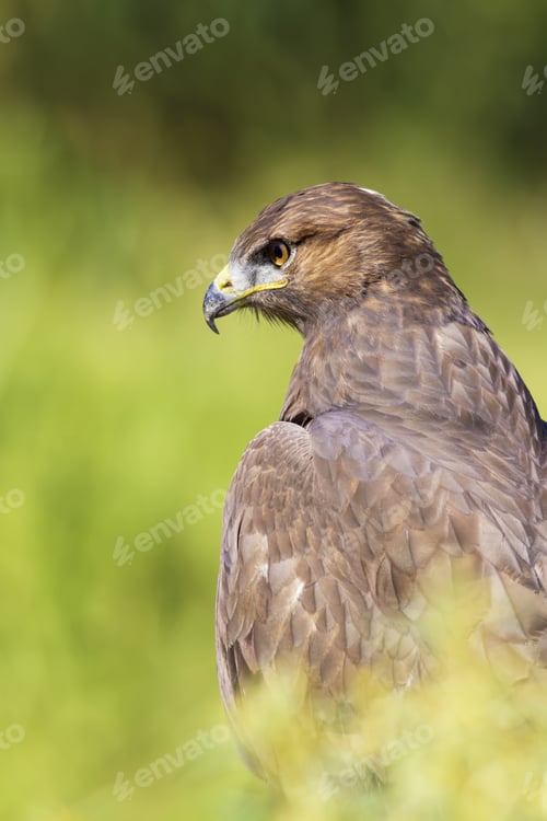 Preview: Bird Of Prey. Green Nature Background. Bird: Long Legged Buzzard. Buteo Rufinus.