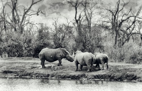 Preview: Vanishing Africa: Vintage Style Image Of White Rhinoceroses In Hlane National Park, Swaziland
