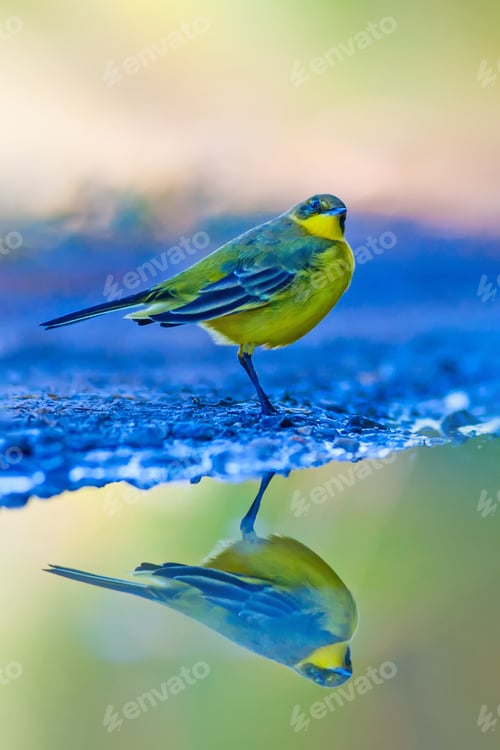 Preview: Cute Colorful Bird. Blue Green Nature Background.