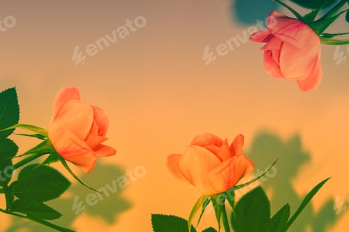 Preview: Bright Colorful Flower Rose. Natural Floral Background.