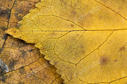 Preview: Autumnal Dried Leaves - Texture