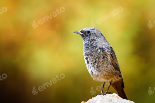 Preview: Cute Bird. Bird On Stone. Nature Blure Background Black Redstart / Phoenicurus Ochruros