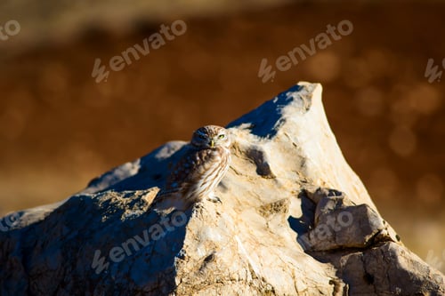 Preview: Cute Little Owl. Yellow Nature Background.