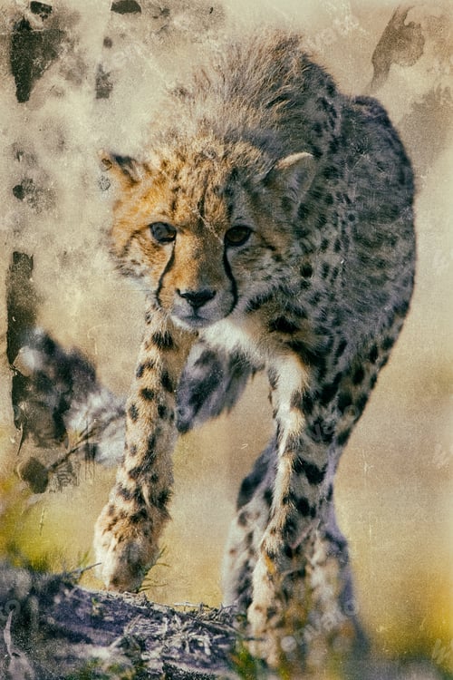 Preview: Vintage Style Image Of A Cheetah (Acinonyx Jubatus Soemmeringii) In The Okavango Delta, Botswana