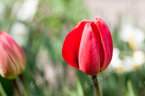 Preview: Group Of Red Tulips With Natural Background