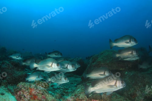 Preview: Coral Reef And Fish Underwater In Ocean