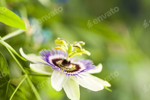 Preview: Passion Flower (Passiflora Incarnata) With Details