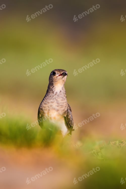Preview: Cute Bird Collared Pratincole. Warm Colors Nature Background. Collared Pratincole / Glareola