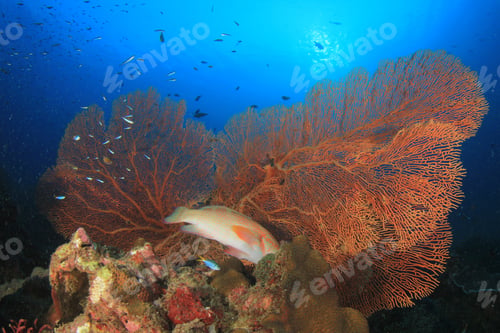 Preview: Underwater Coral Reef And Tropical Fish In Thailand
