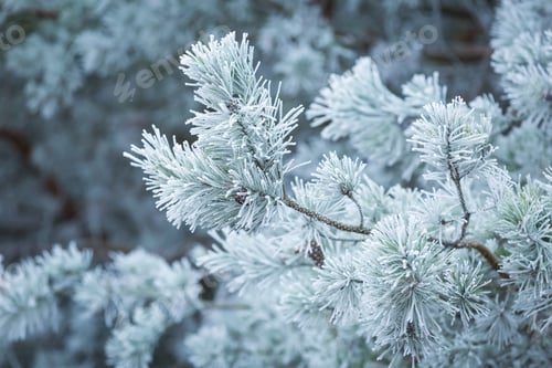 Preview: Frosted Trees Branches Background
