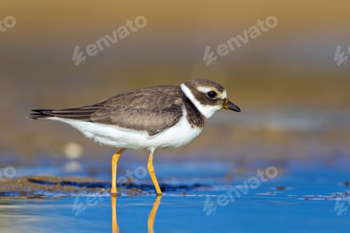 Preview: Nature And Bird. Cute Little Water Bird. Colorful Nature Background. Bird: Common Ringed Plover.