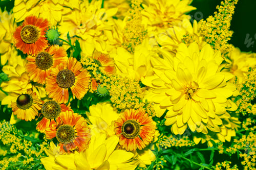 Preview: Bouquet Of Autumn Flowers Dahlias And Marigolds.