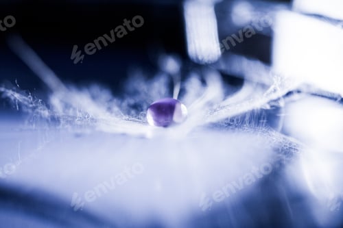 Preview: Macro, Abstract Composition With Colorful Water Drops On Dandelion Seeds