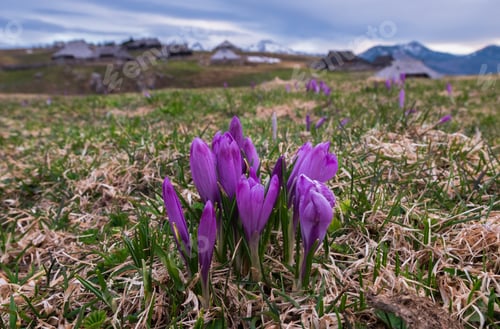 Preview: Spring Crocus At Velika Planina In Slovenia With Old Shepherd Cottages All Around.