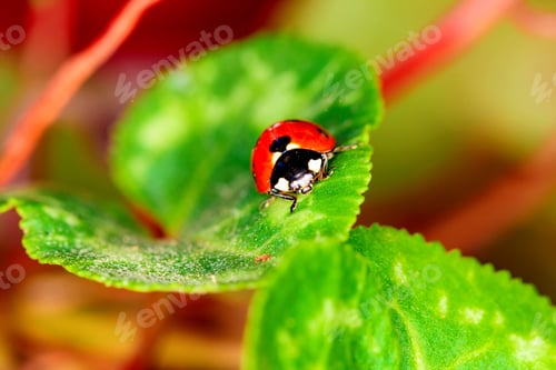 Preview: Cute Lady Bird. Natural Red Background. Ladybug.