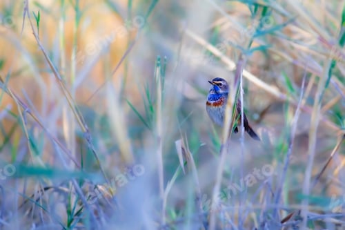 Preview: Cute Little Colorful Bird. Nature Background. Bird: Bluethroat. Luscinia Svecica.