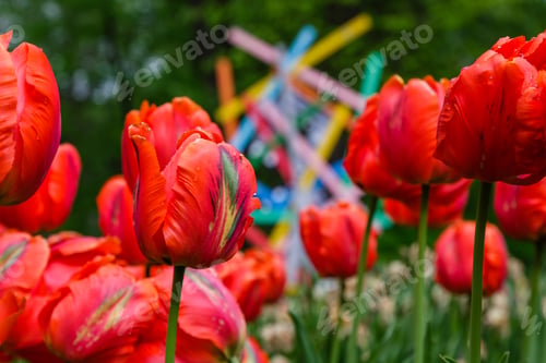 Preview: Red Flower Of Tulip Sort Parrot (Rococo). Hybrids Of Tulips - A Beautiful Spring Bulbs. Growing