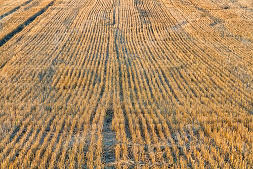 Preview: Harvested Wheat Field In Rural English Countryside, The Cotswolds Area, United Kingdom