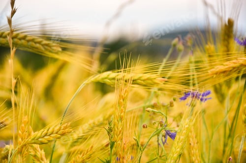 Preview: Fields Of Wheat At The End Of Summer Fully Ripe.Barley Field In Golden Glow